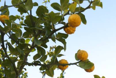 Fotografia da espécie Citrus trifoliata