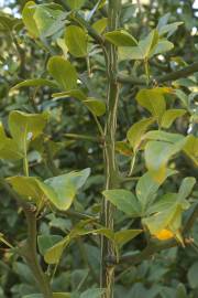 Fotografia da espécie Citrus trifoliata