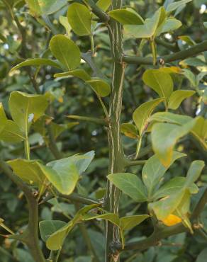 Fotografia 6 da espécie Citrus trifoliata no Jardim Botânico UTAD