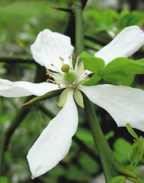 Fotografia 7 da espécie Citrus trifoliata no Jardim Botânico UTAD