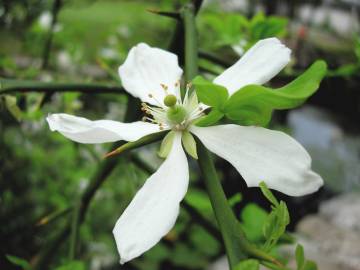 Fotografia da espécie Citrus trifoliata