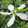 Fotografia 7 da espécie Citrus trifoliata do Jardim Botânico UTAD