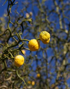 Fotografia 8 da espécie Citrus trifoliata no Jardim Botânico UTAD