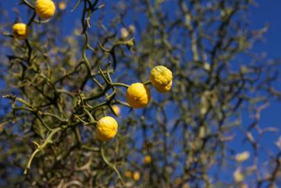 Fotografia da espécie Citrus trifoliata