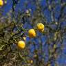 Fotografia 8 da espécie Citrus trifoliata do Jardim Botânico UTAD