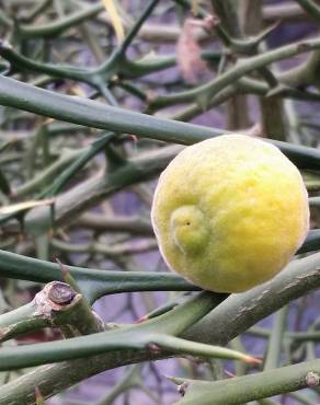 Fotografia 9 da espécie Citrus trifoliata no Jardim Botânico UTAD