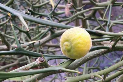 Fotografia da espécie Citrus trifoliata