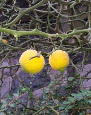 Fotografia 10 da espécie Citrus trifoliata no Jardim Botânico UTAD