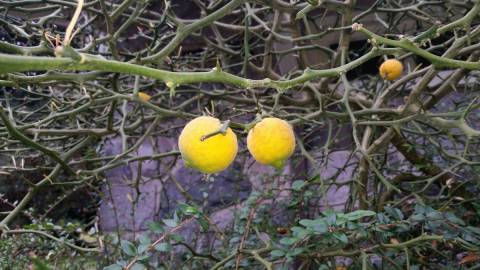 Fotografia da espécie Citrus trifoliata