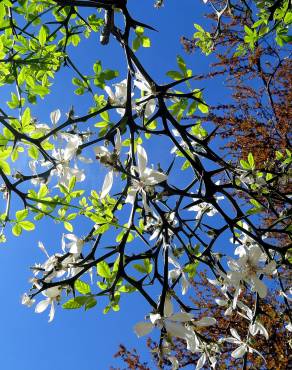 Fotografia 11 da espécie Citrus trifoliata no Jardim Botânico UTAD