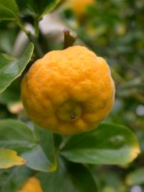 Fotografia da espécie Citrus trifoliata