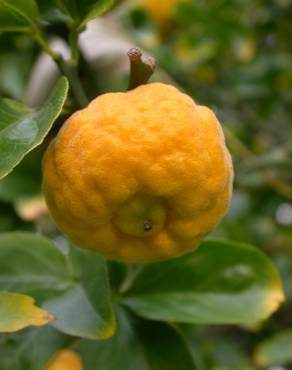 Fotografia 12 da espécie Citrus trifoliata no Jardim Botânico UTAD