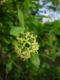 Fotografia da espécie Citrus trifoliata