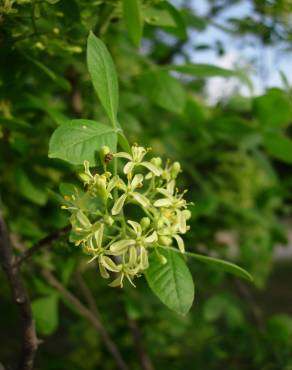 Fotografia 13 da espécie Citrus trifoliata no Jardim Botânico UTAD