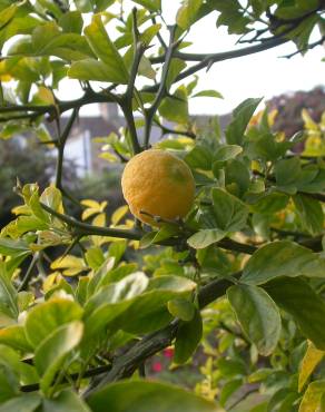 Fotografia 14 da espécie Citrus trifoliata no Jardim Botânico UTAD