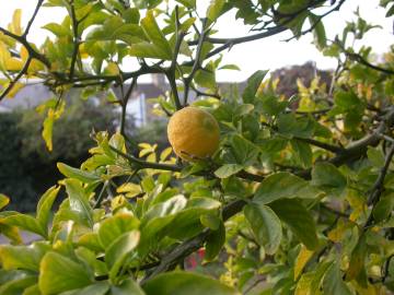 Fotografia da espécie Citrus trifoliata