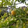 Fotografia 14 da espécie Citrus trifoliata do Jardim Botânico UTAD