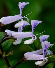 Fotografia da espécie Plectranthus fruticosus