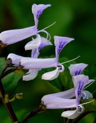 Plectranthus fruticosus