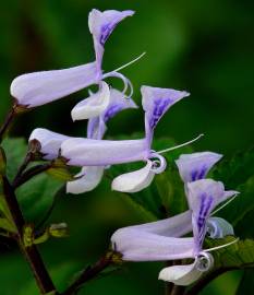 Fotografia da espécie Plectranthus fruticosus