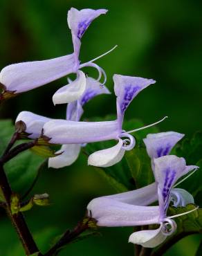 Fotografia 1 da espécie Plectranthus fruticosus no Jardim Botânico UTAD