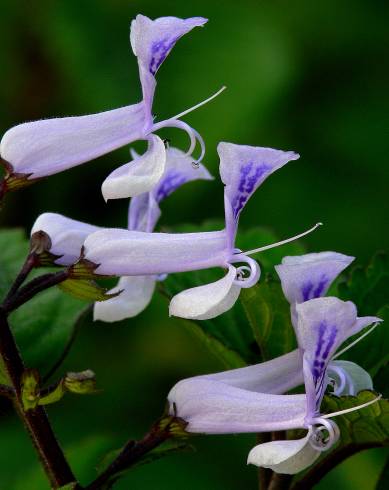 Fotografia de capa Plectranthus fruticosus - do Jardim Botânico