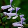 Fotografia 1 da espécie Plectranthus fruticosus do Jardim Botânico UTAD