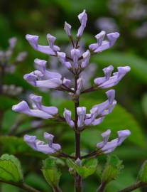 Fotografia da espécie Plectranthus fruticosus