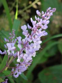 Fotografia da espécie Plectranthus fruticosus