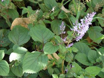 Fotografia da espécie Plectranthus fruticosus