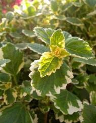 Plectranthus forsteri