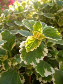 Fotografia da espécie Plectranthus forsteri