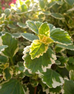 Fotografia 1 da espécie Plectranthus forsteri no Jardim Botânico UTAD