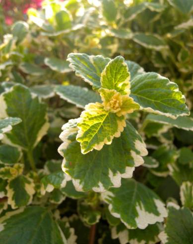 Fotografia de capa Plectranthus forsteri - do Jardim Botânico