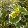 Fotografia 1 da espécie Plectranthus forsteri do Jardim Botânico UTAD
