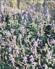 Fotografia da espécie Plectranthus caninus