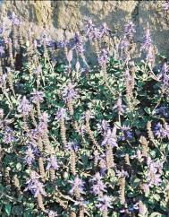 Plectranthus caninus