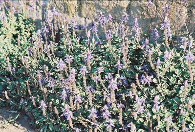 Fotografia da espécie Plectranthus caninus