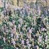 Fotografia 1 da espécie Plectranthus caninus do Jardim Botânico UTAD