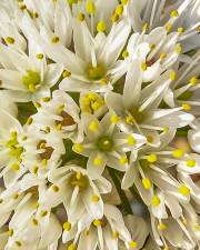 Fotografia da espécie Allium subvillosum