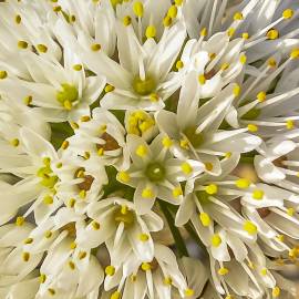 Fotografia da espécie Allium subvillosum