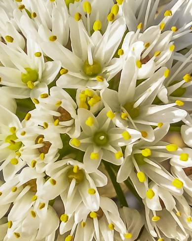 Fotografia de capa Allium subvillosum - do Jardim Botânico