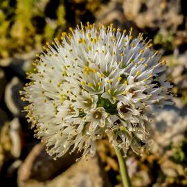 Fotografia da espécie Allium subvillosum