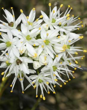 Fotografia 3 da espécie Allium subvillosum no Jardim Botânico UTAD