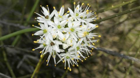 Fotografia da espécie Allium subvillosum