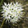 Fotografia 3 da espécie Allium subvillosum do Jardim Botânico UTAD