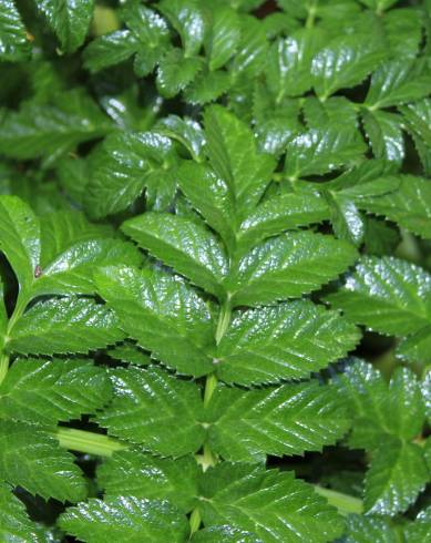 Fotografia de capa Angelica pachycarpa - do Jardim Botânico