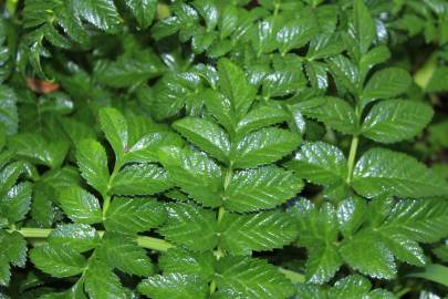 Fotografia da espécie Angelica pachycarpa