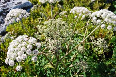 Fotografia da espécie Angelica pachycarpa