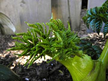 Fotografia da espécie Angelica pachycarpa